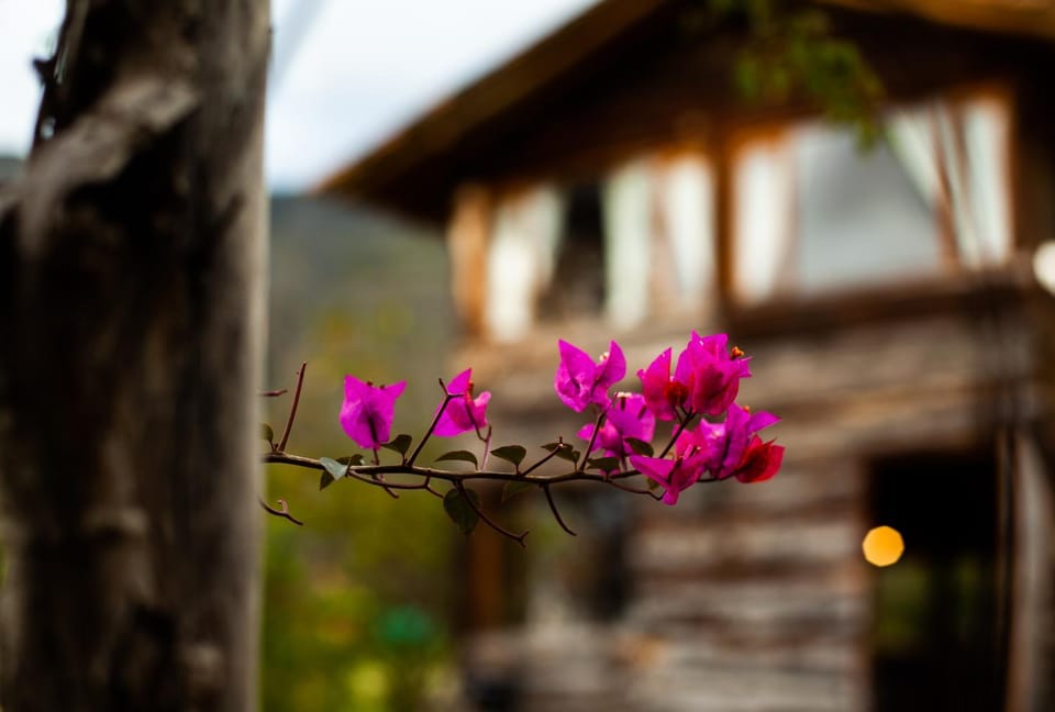 Property building, Spring, Garden, Garden view