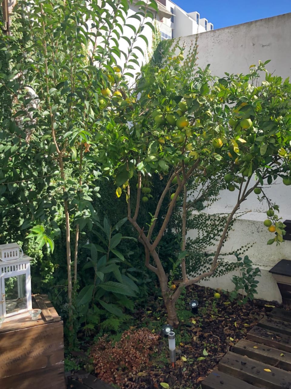 Garden Apartment Apartment in Lisbon