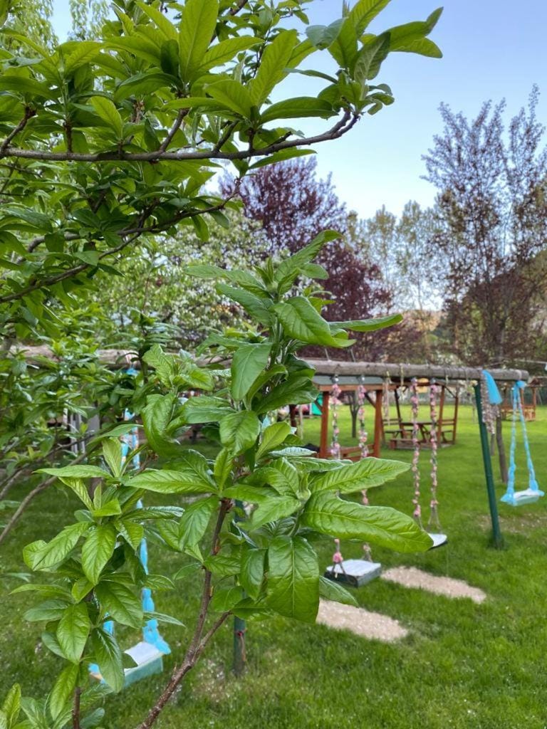 Spring, Day, Natural landscape, Garden, Garden view