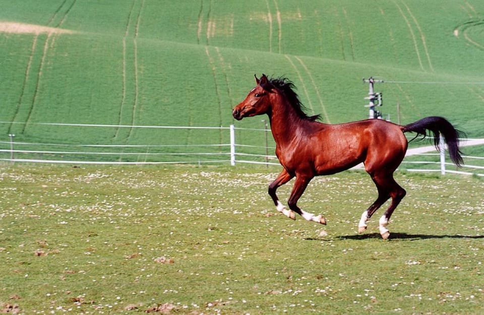 Animals