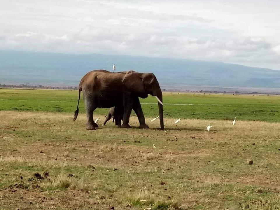 Nearby landmark, Neighbourhood, Natural landscape, Activities, Animals, Guests, group of guests