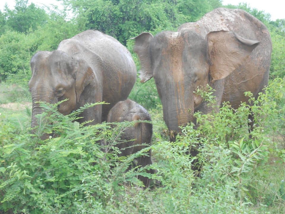 Animals