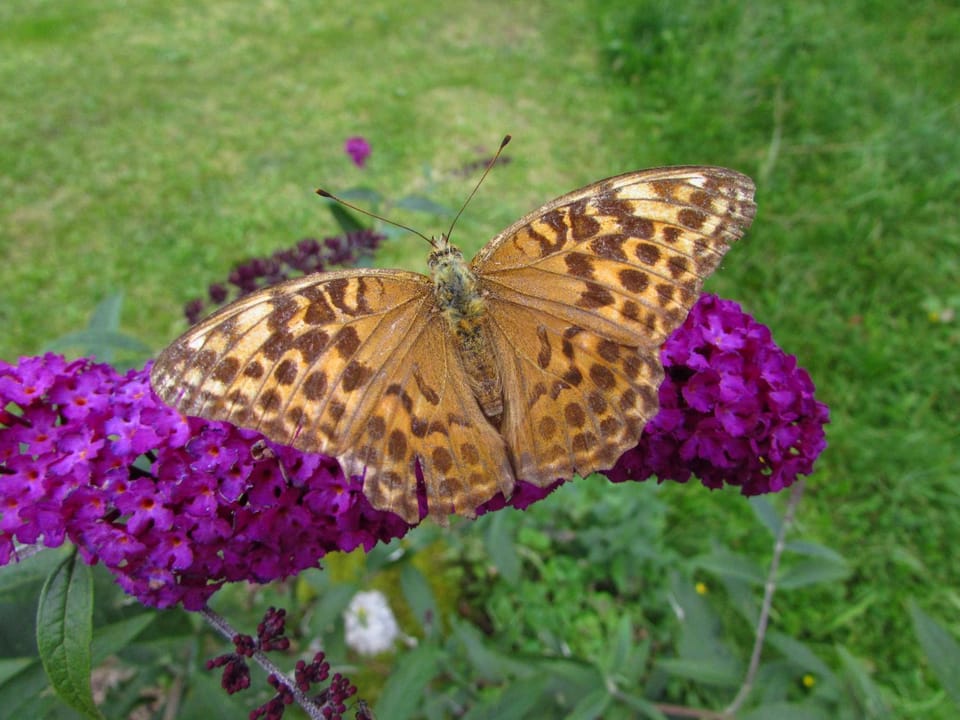 Le Pre Vert - Garden Suite Bed and Breakfast in Auvergne-Rhône-Alpes