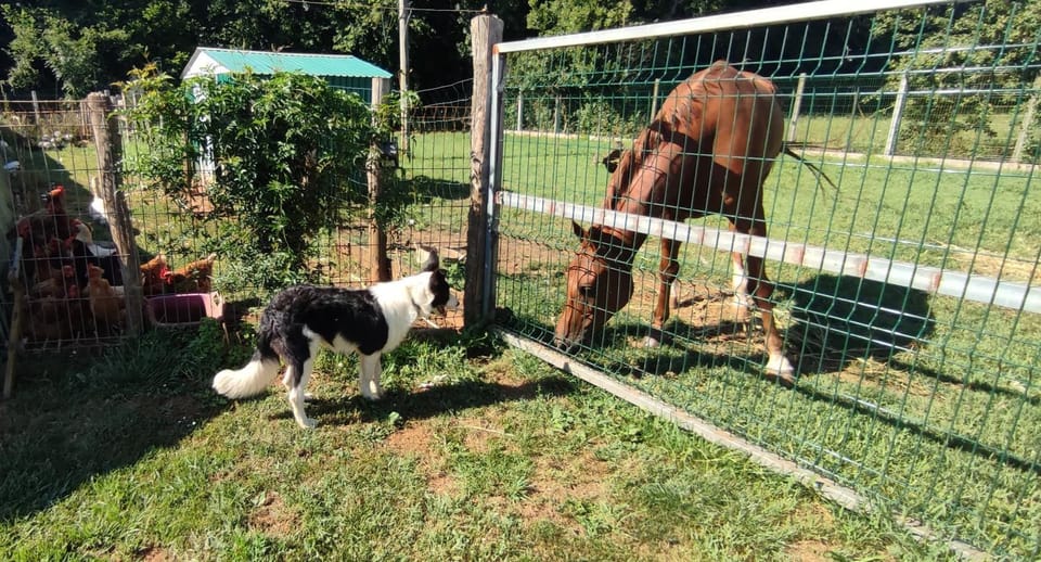 Animals, Area and facilities