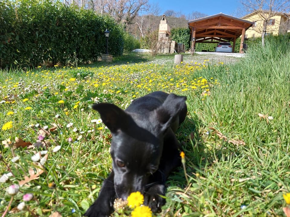 Spring, Natural landscape, Pets, Garden view