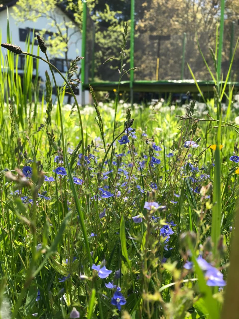 Summer, Garden