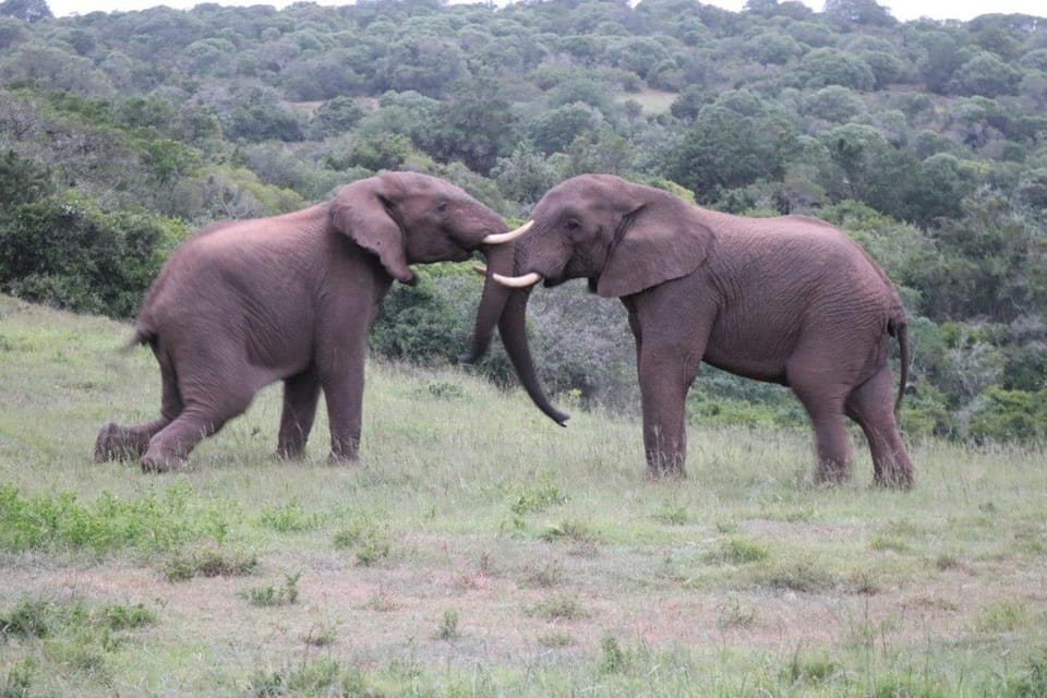 Hopewell Private Game Reserve Nature lodge in Eastern Cape