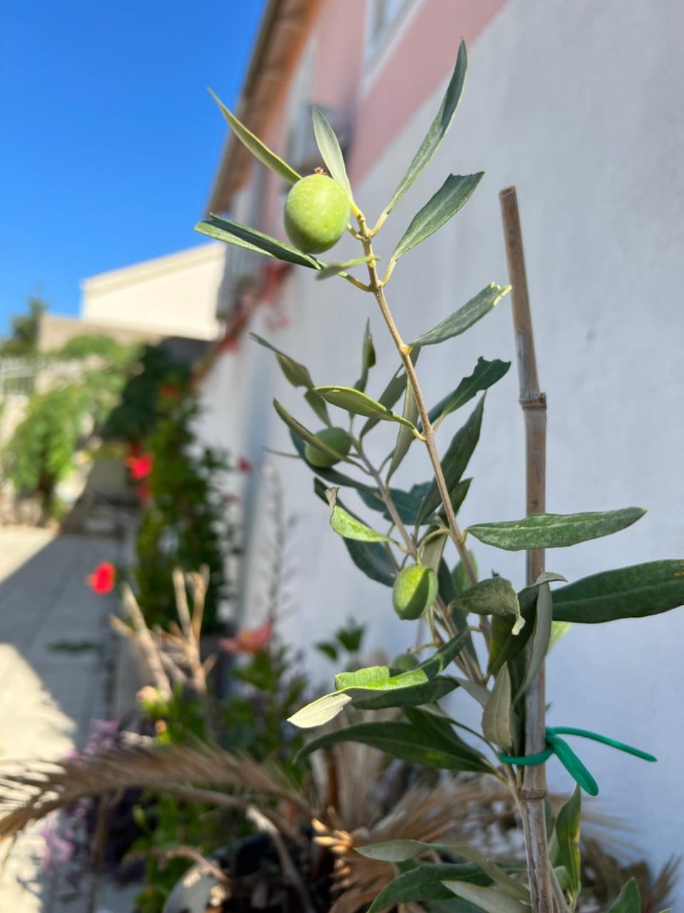 Apartment Silvana II Apartment in Šibenik