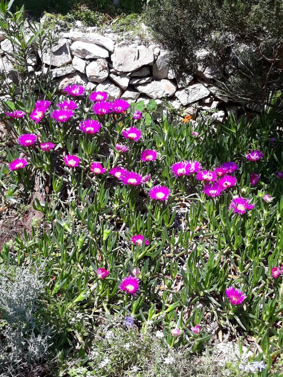 Spring, Day, Garden, Garden view