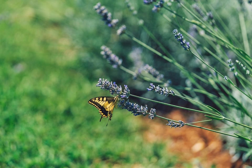 Day, Natural landscape, Garden, Animals, Garden view