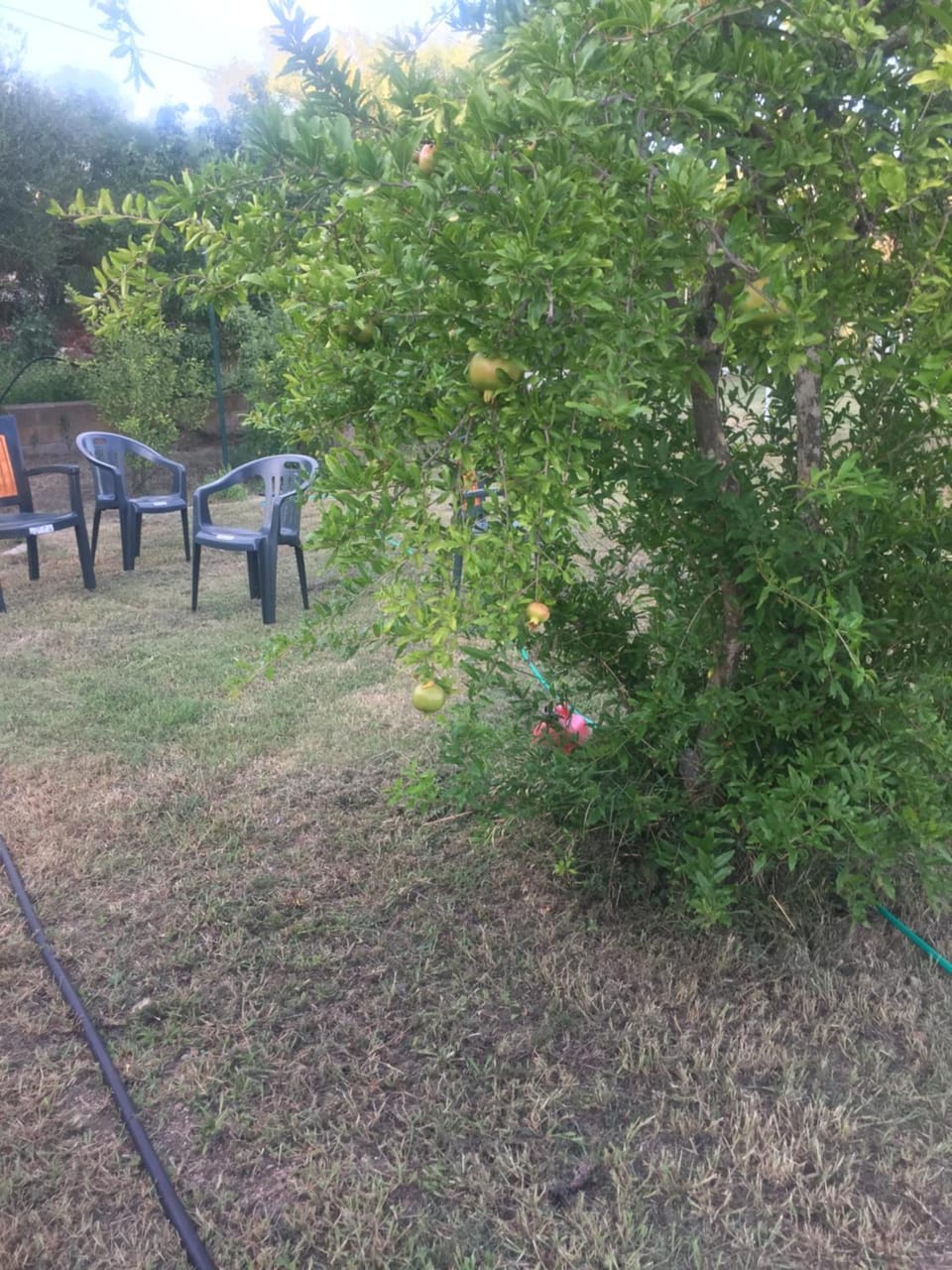 Garden, Garden, Inner courtyard view