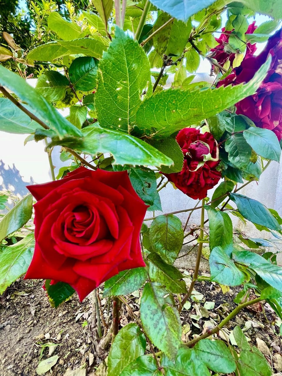 Spring, Day, Garden, Garden view