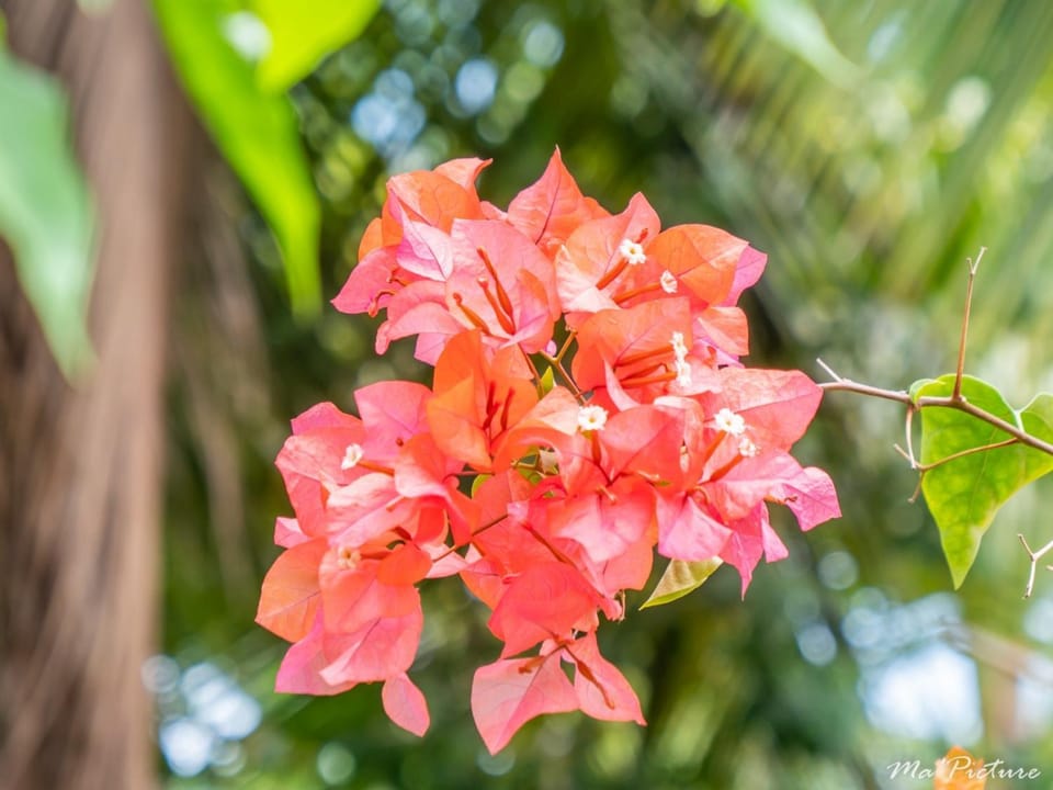 Résidence Villas Les Hibiscus Villa in Las Terrenas