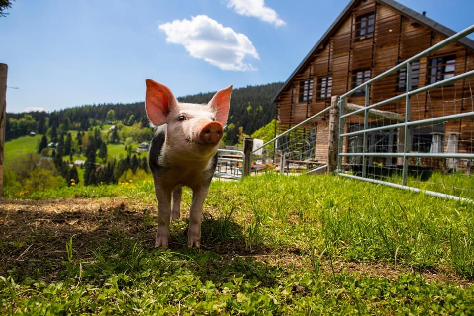 Property building, Day, Animals