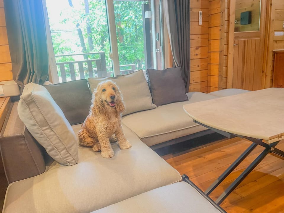 pet friendly, pet friendly