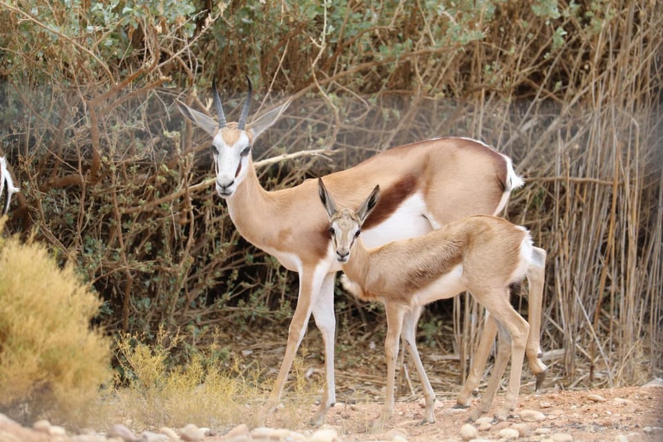 Animals