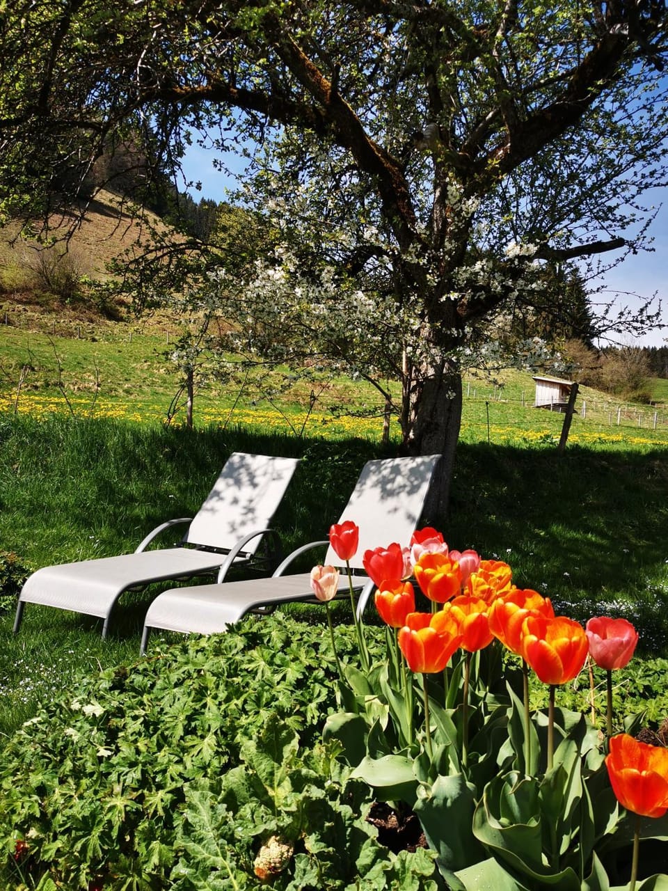 Spring, Garden, sunbed