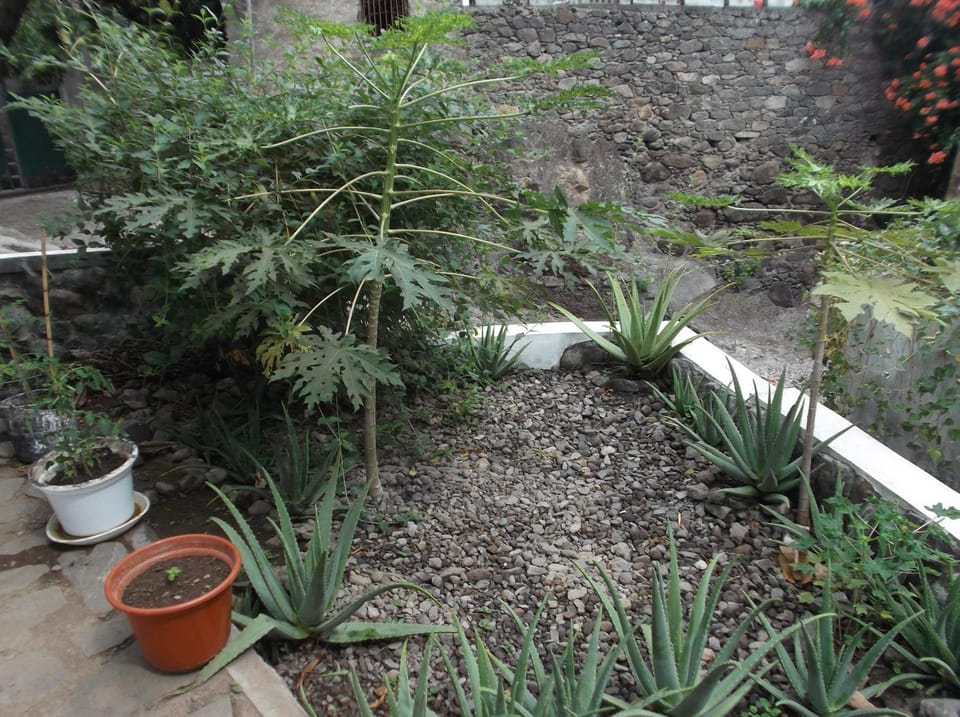 Garden view