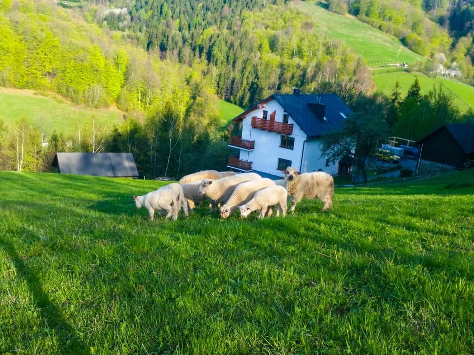 Garden, View (from property/room), Animals, Garden view, Mountain view, Area and facilities