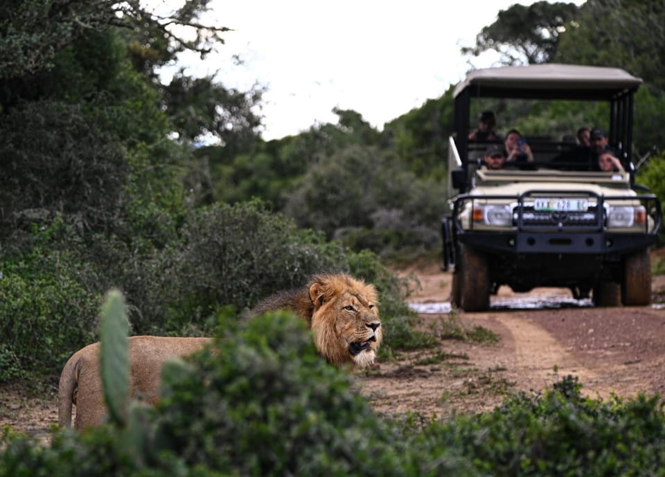 People, Natural landscape, Animals, group of guests