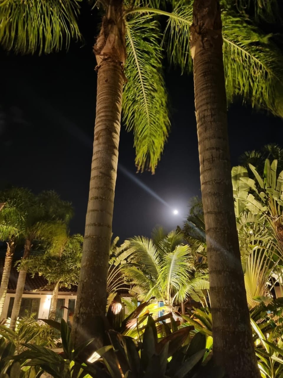 Night, Natural landscape, Garden, Garden view