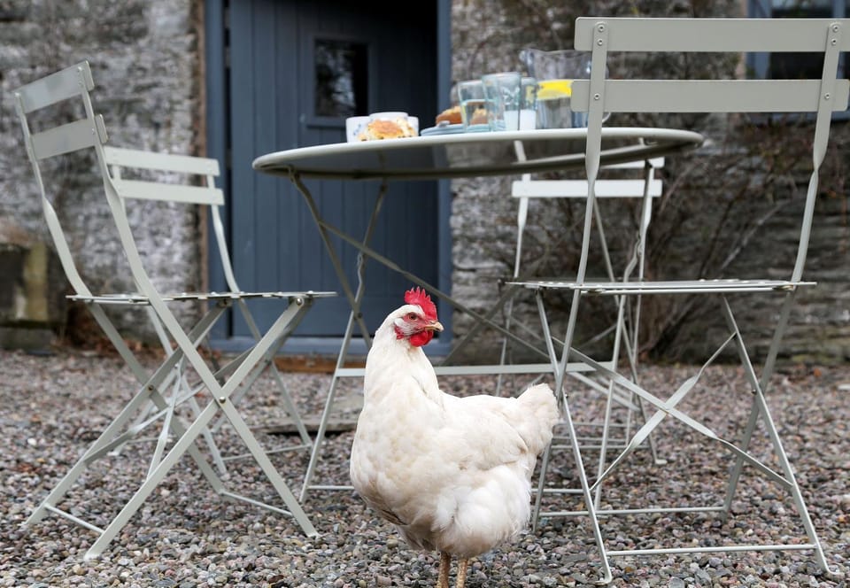 Garden, Animals