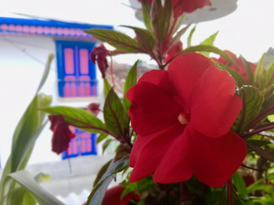 Garden view