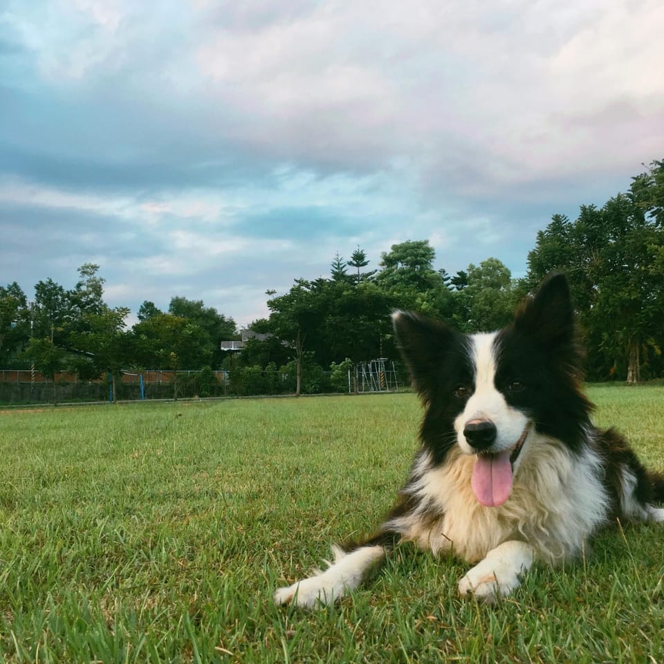 Property building, Pets