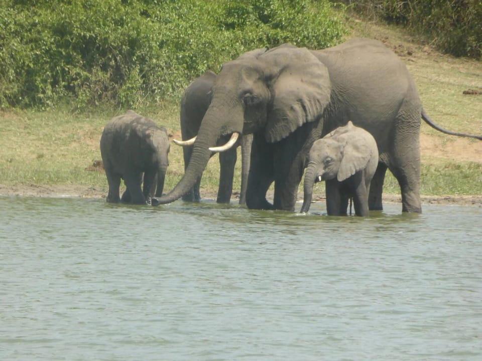 Day, Natural landscape, Animals, Lake view, River view