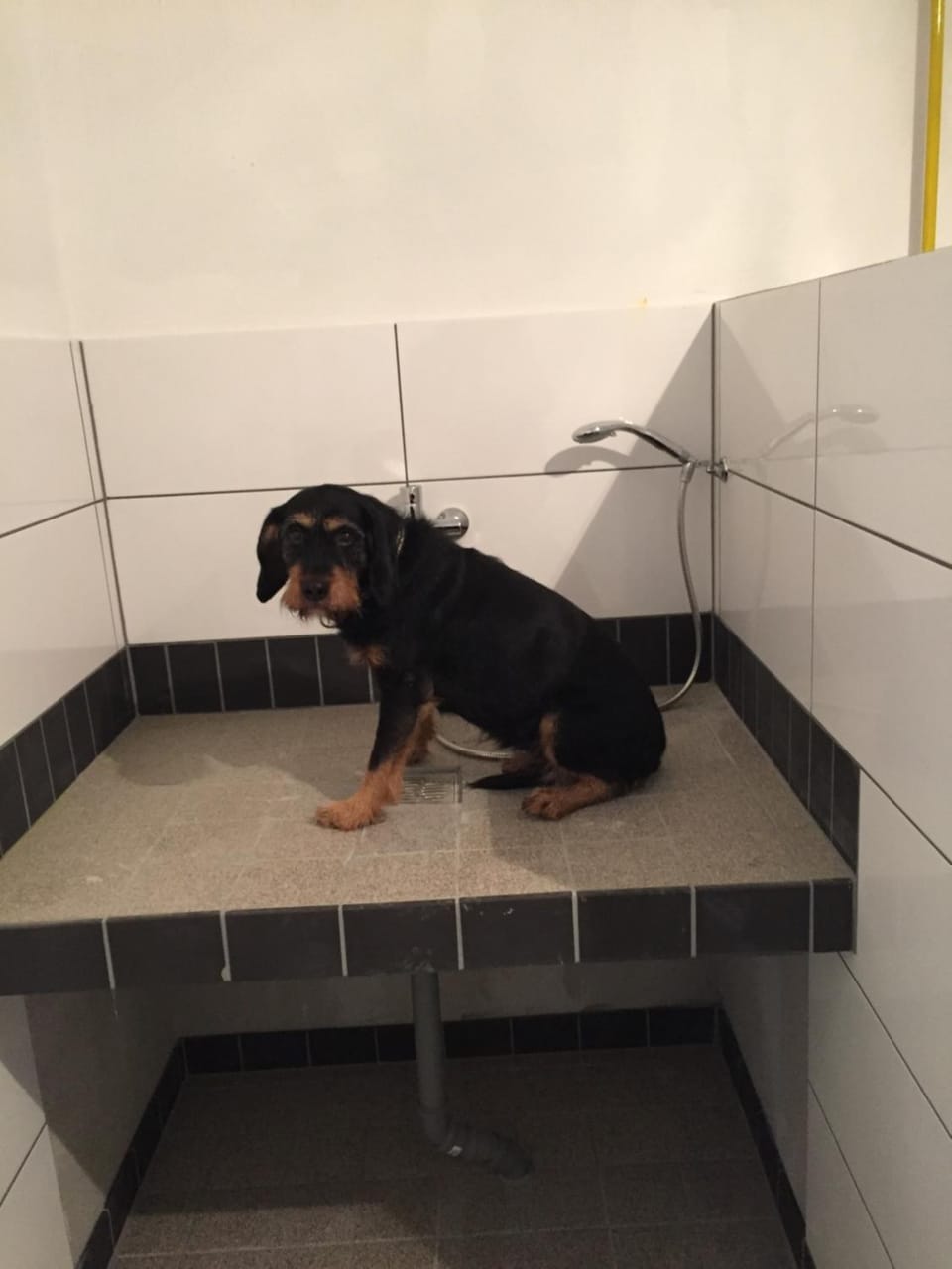 Shower, Pets, Area and facilities