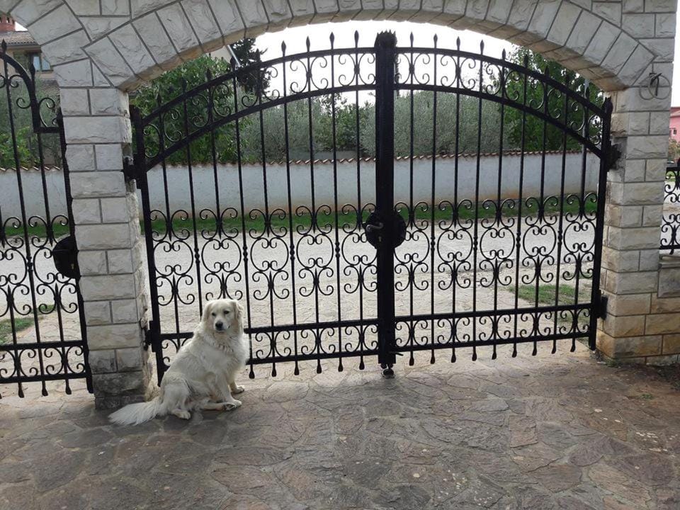 Pets