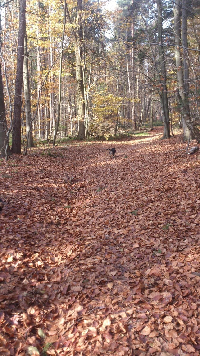 Neighbourhood, Natural landscape, Hiking, Autumn
