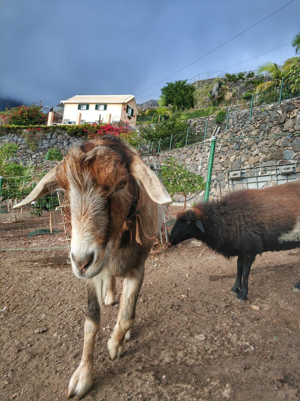 Animals