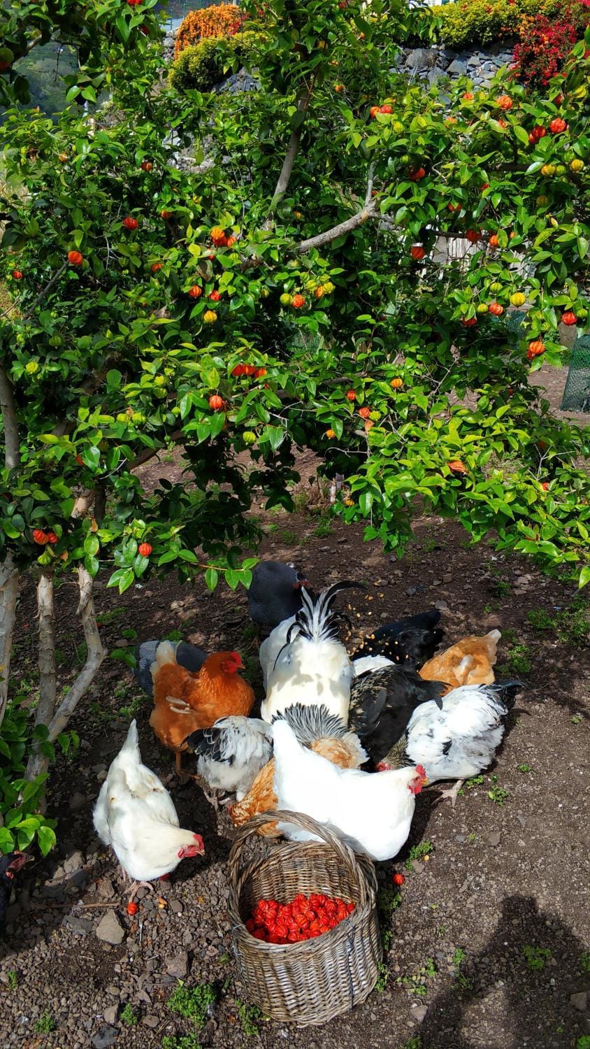 Off site, Garden, Pets