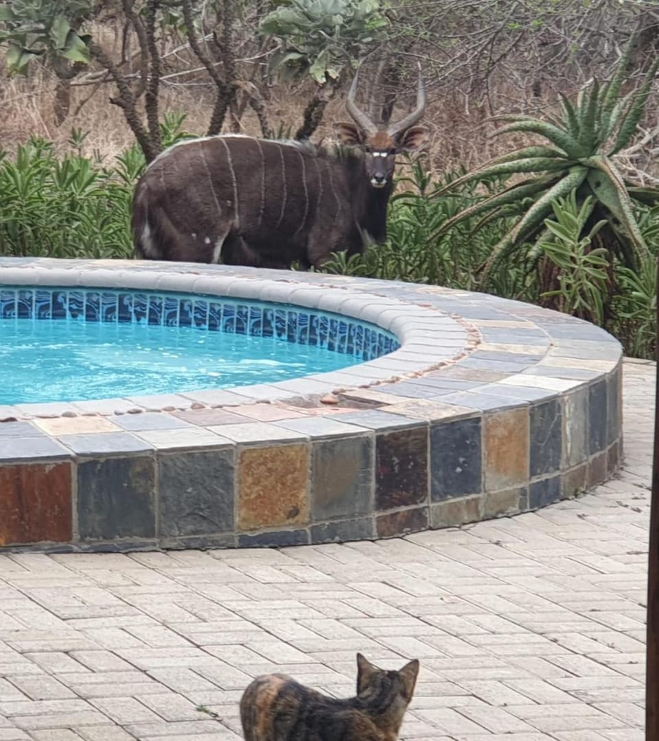 Belvedere Game Ranch Nature lodge in KwaZulu-Natal