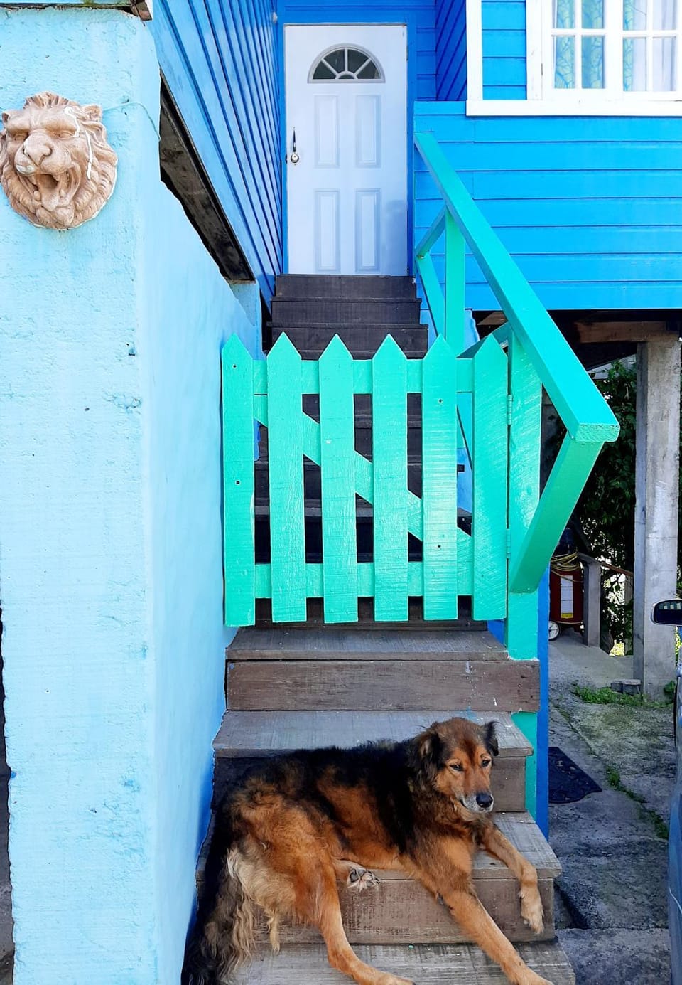 Property building, Pets