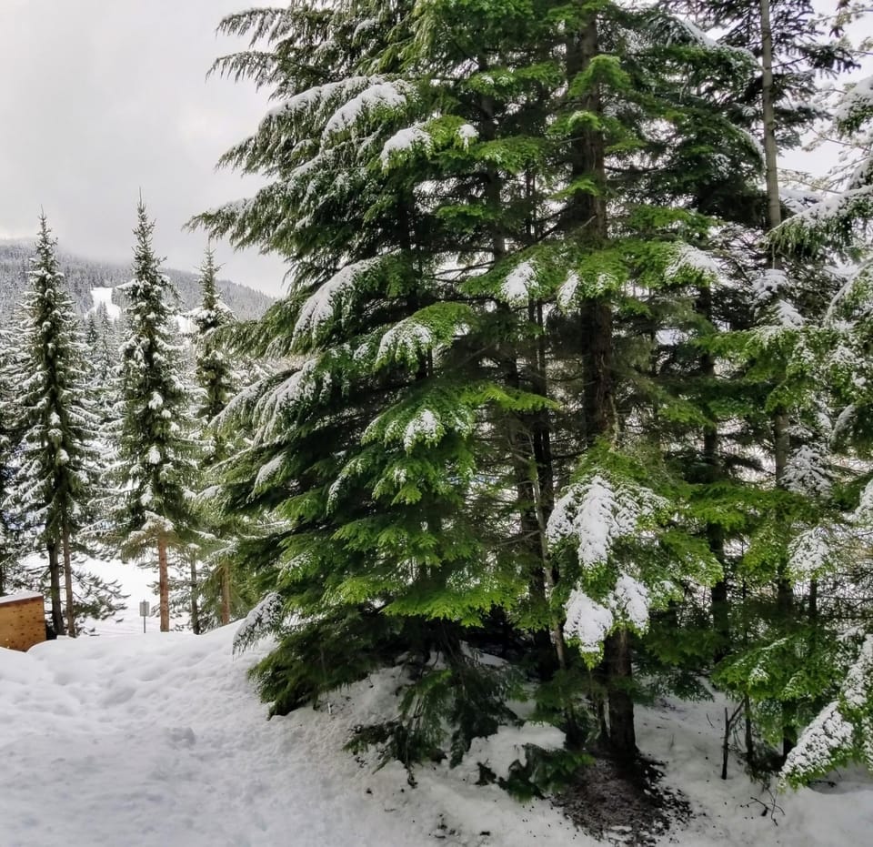 Skiing, Mountain view