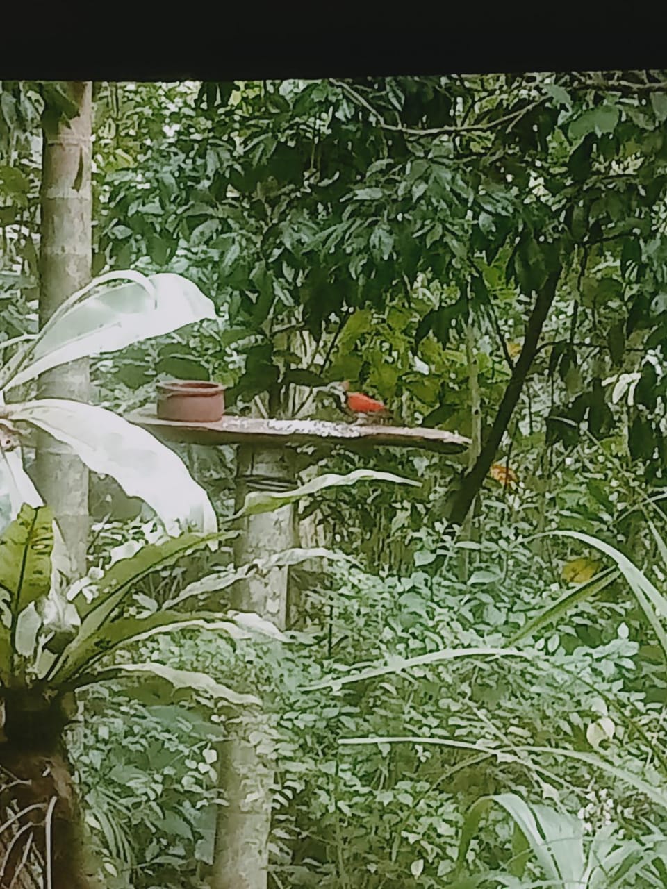 Gallene Gala Nature Resort Resort in Sri Lanka