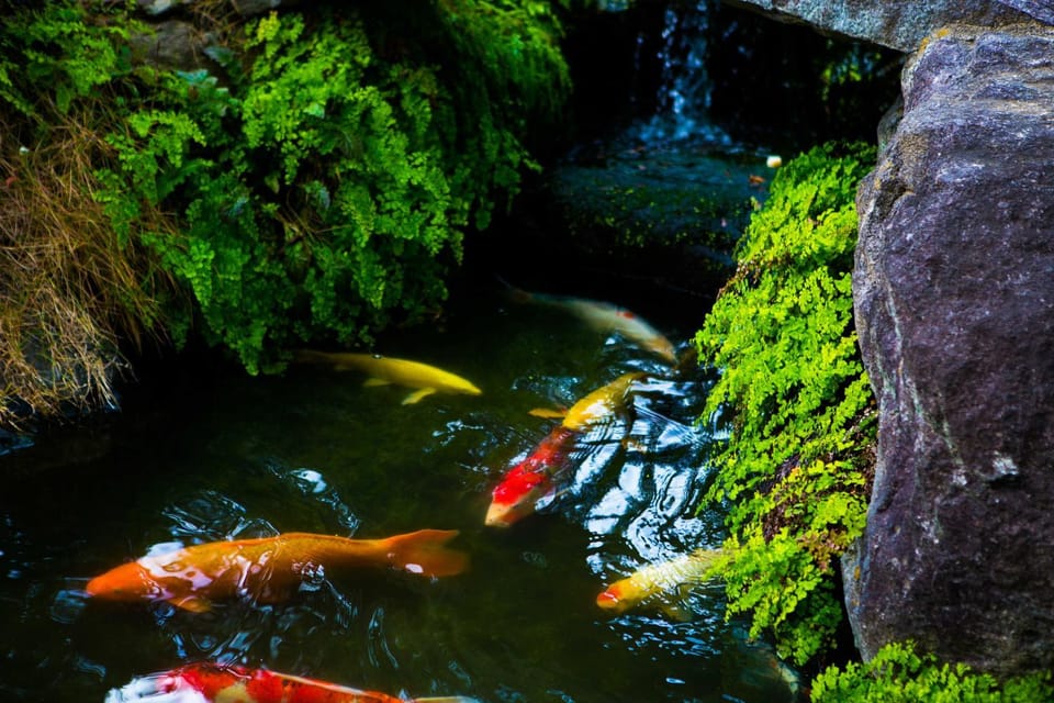 Garden, Animals, Pets