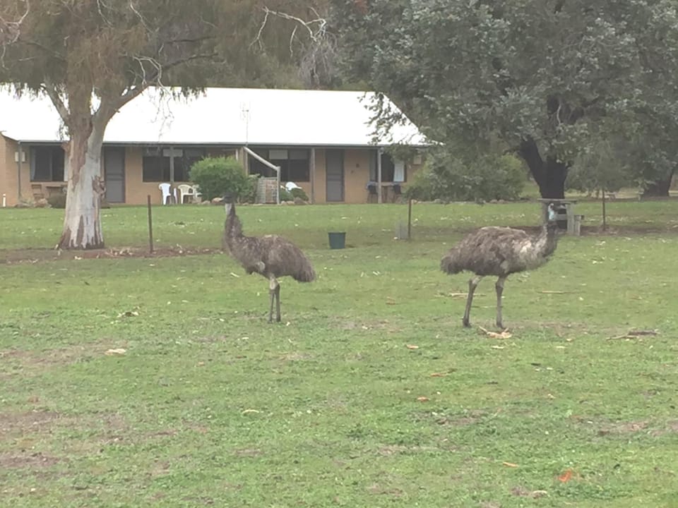 Animals