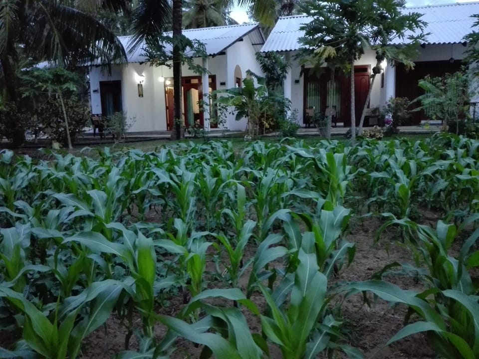 Hideaway Guest Bed and Breakfast in Dambulla