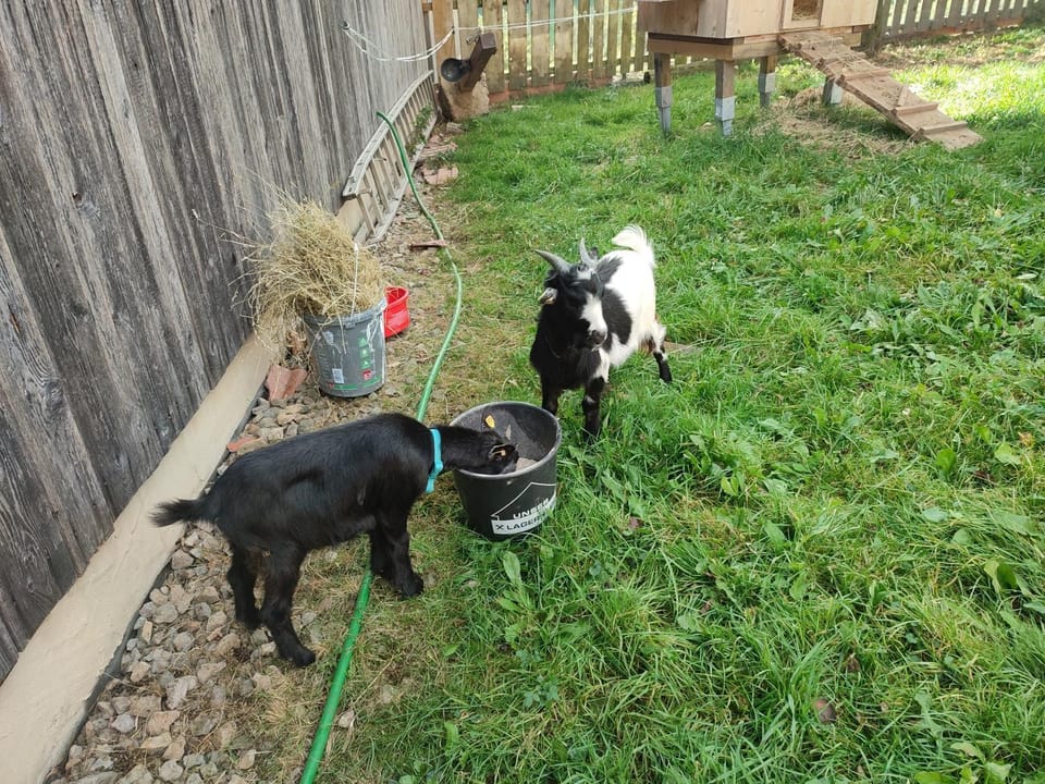 Animals