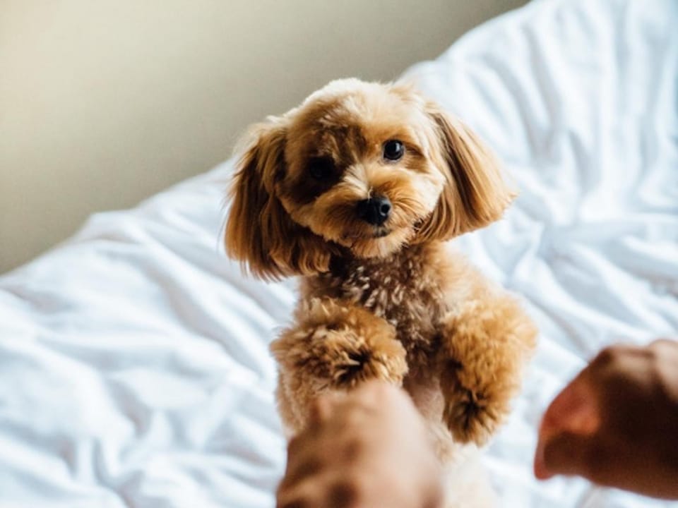 Animals, Pets