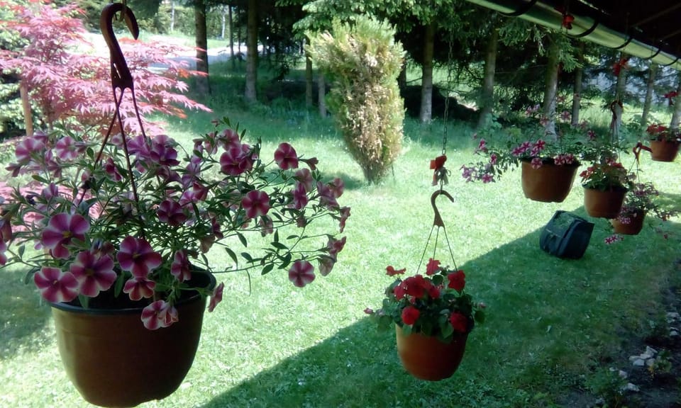 Apartmani Nais Zlatibor Apartment in Zlatibor