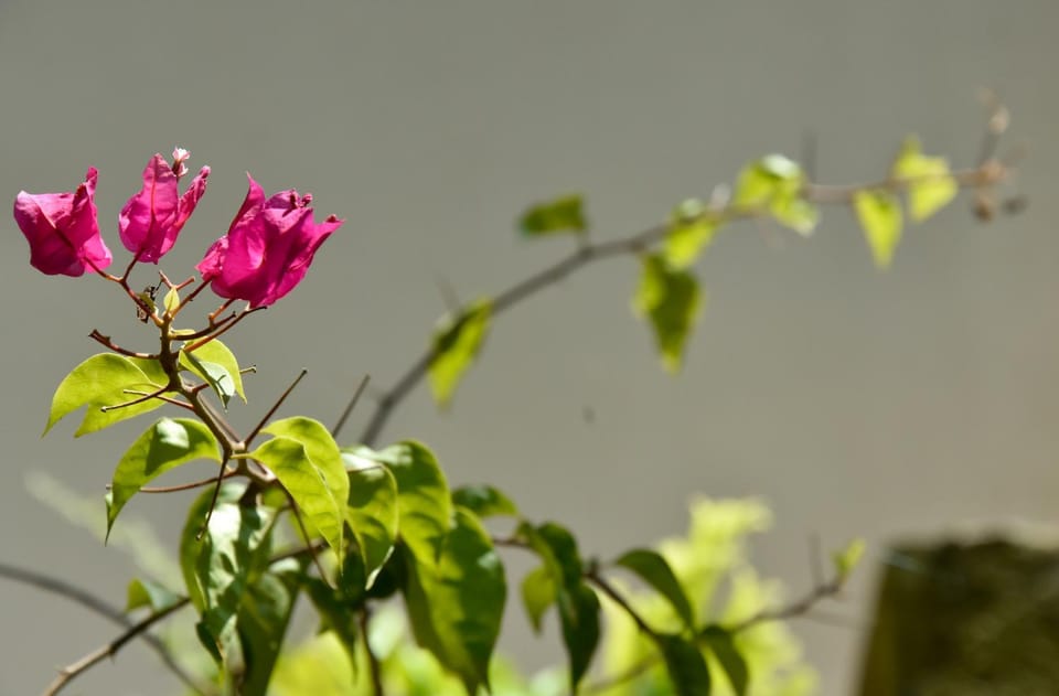 Natural landscape, Garden, Garden view
