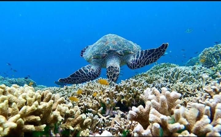 People, Activities, Animals, group of guests