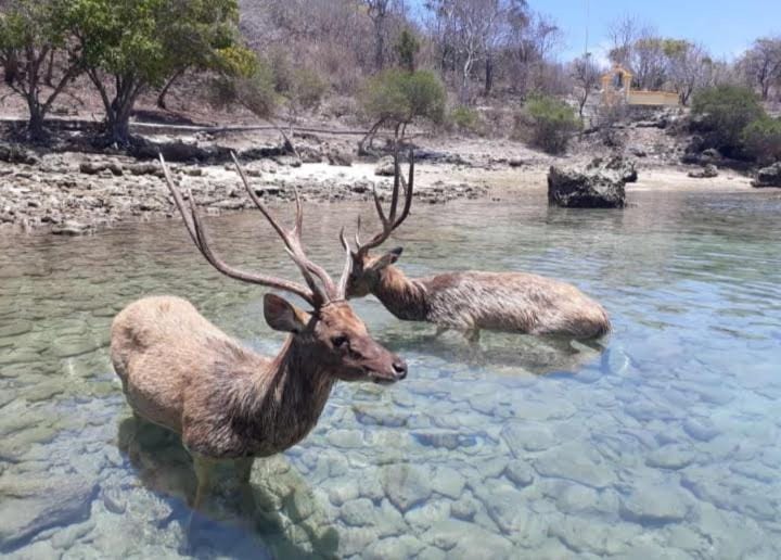 Day, Natural landscape, Animals