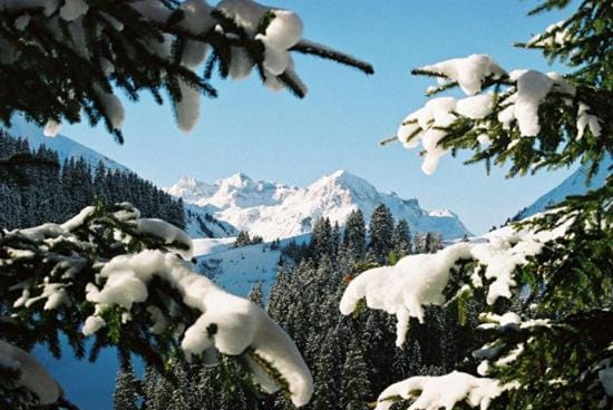 Winter, Garden view