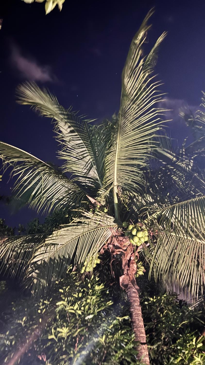 Night, Natural landscape, Garden view