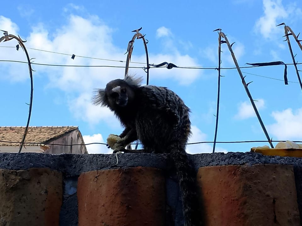 Property building, Pets